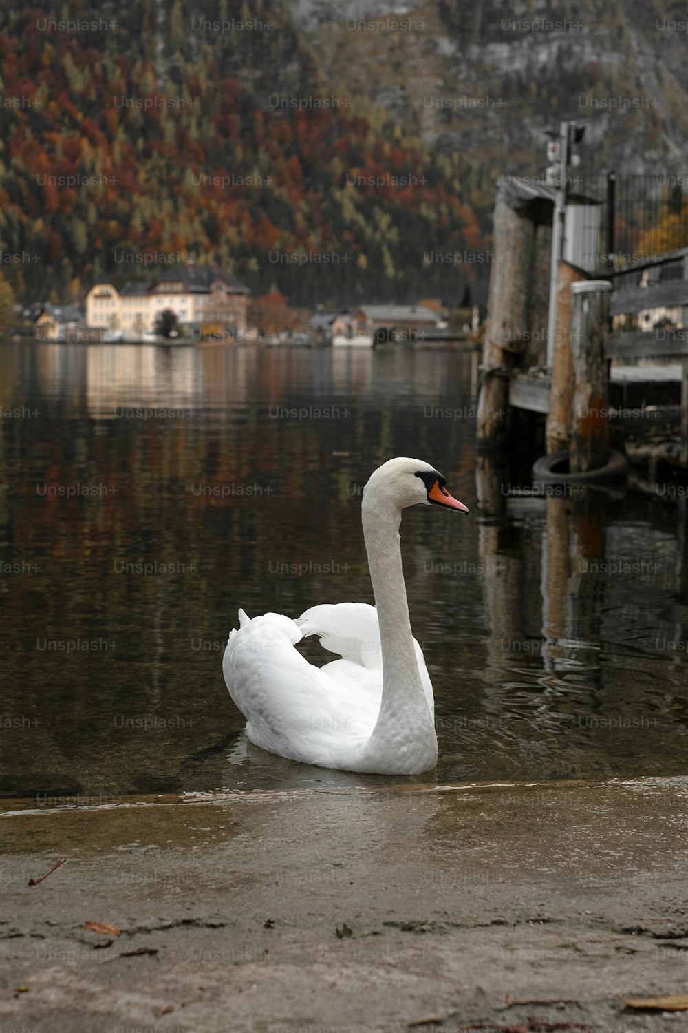 um cisne branco sentado em cima de um corpo de água
