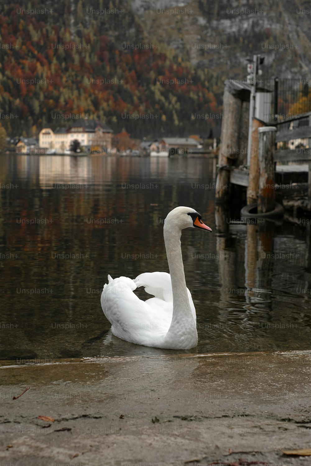 a white swan sitting on top of a body of water