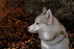 a white and brown husky dog sitting in the woods