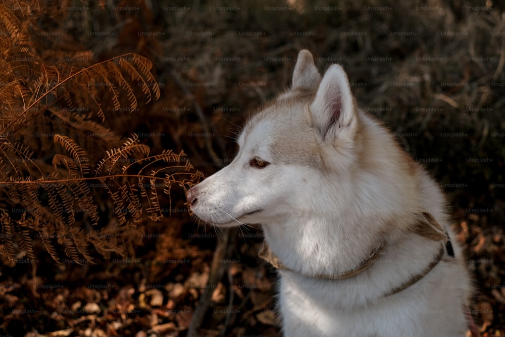 Un perro husky blanco y marrón sentado en el bosque