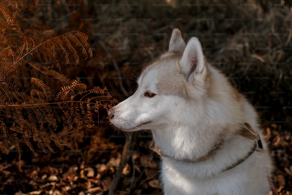 Ein weißer und brauner Huskyhund, der im Wald sitzt