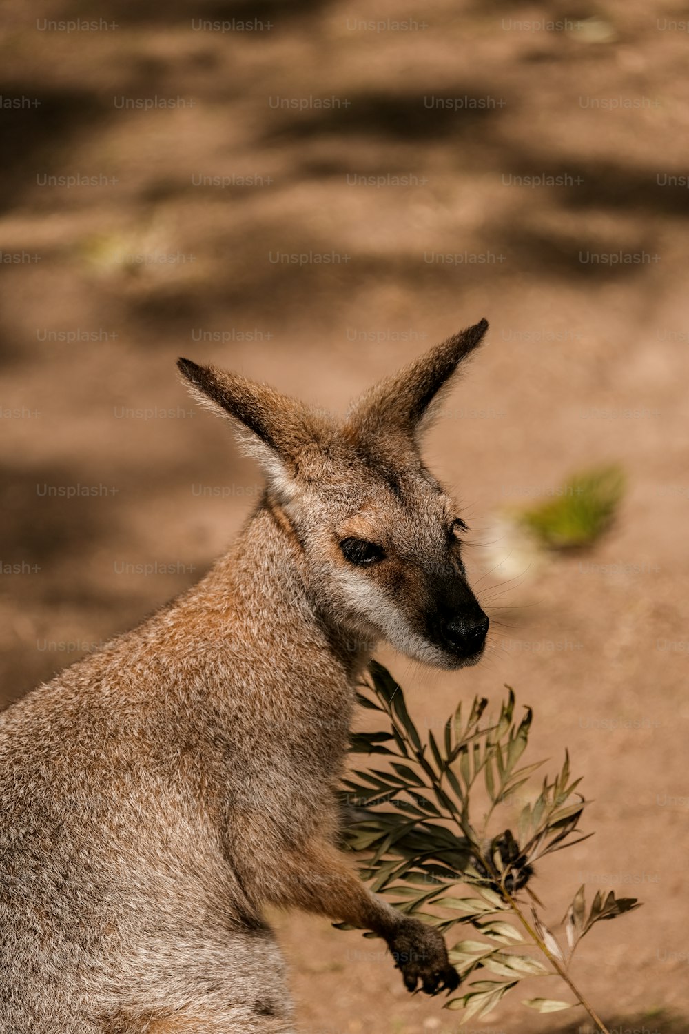 um close up de um canguru com uma planta na boca