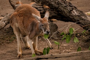 um canguru em pé em um chão de terra ao lado de uma árvore caída