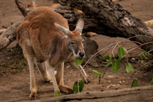 a kangaroo standing on a dirt ground next to a fallen tree