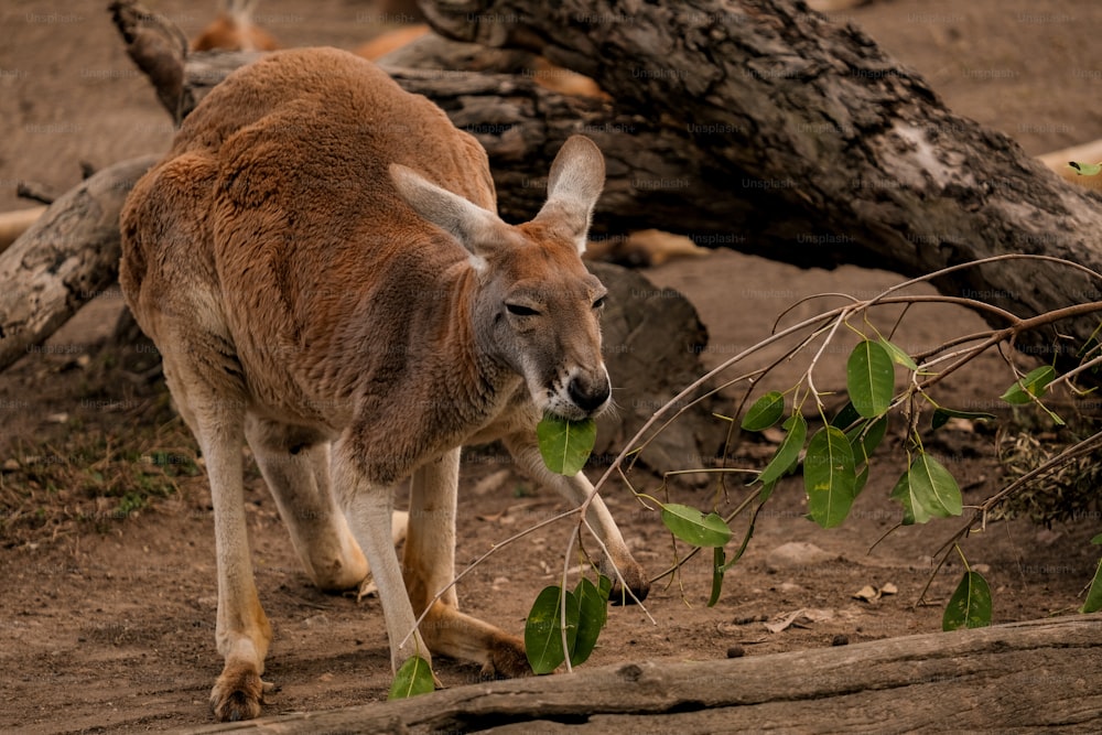 a kangaroo standing on a dirt ground next to a fallen tree