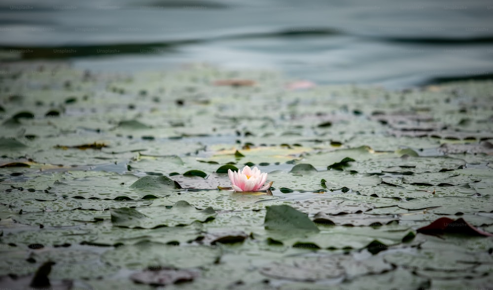 a pink flower sitting on top of a lily pad
