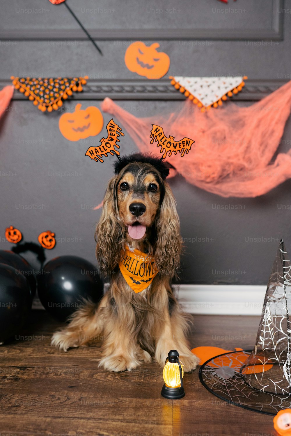 a long haired dog wearing a halloween bandana