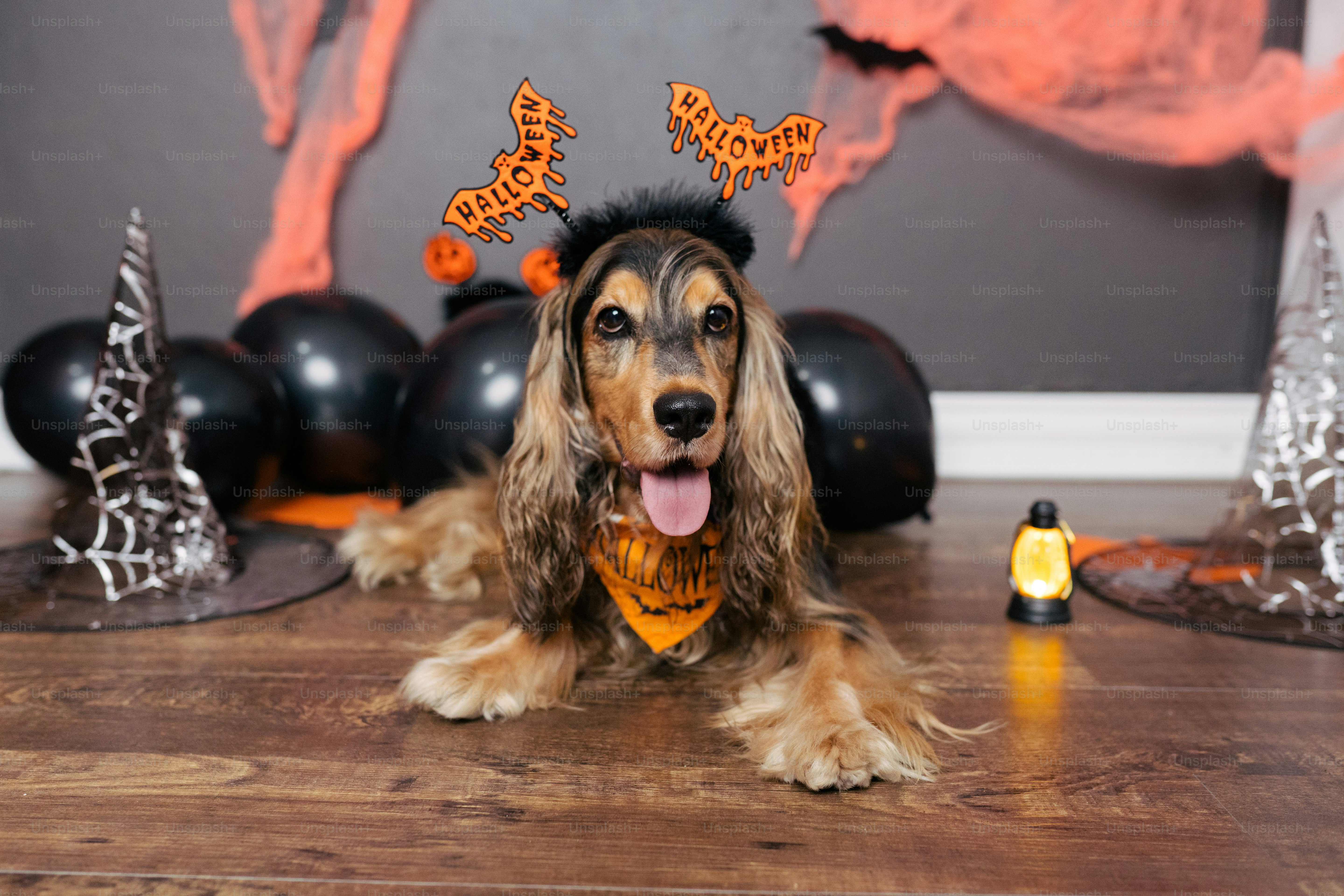 a dog wearing a halloween hat and scarf