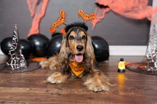a dog wearing a halloween hat and scarf