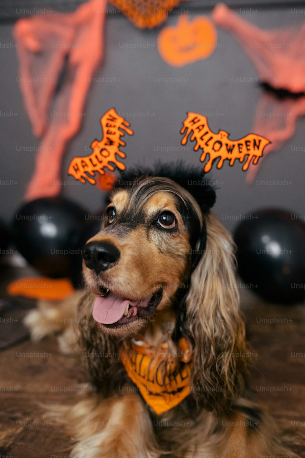 a dog wearing a halloween hat and scarf