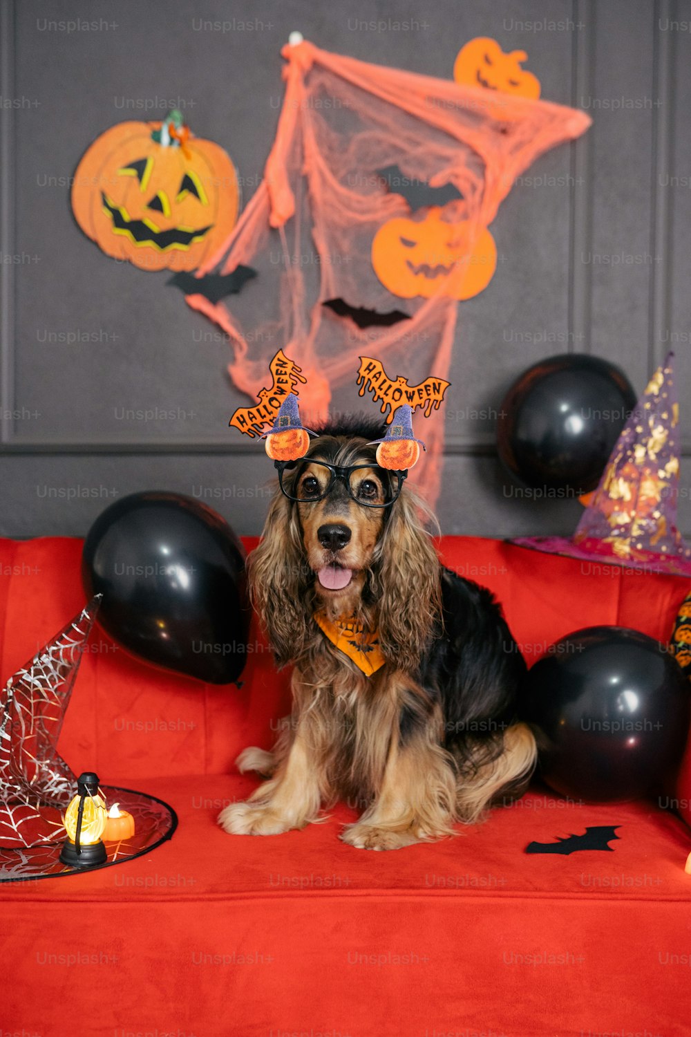 Un perro sentado en un sofá rojo con decoraciones de Halloween