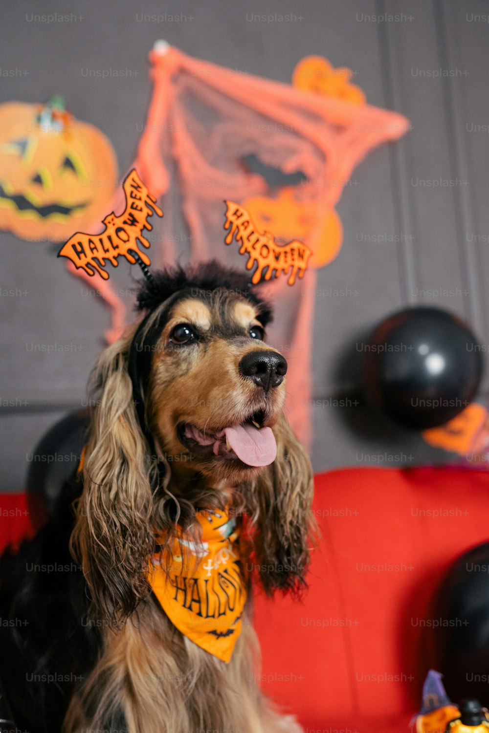 a dog wearing a halloween hat and bandana