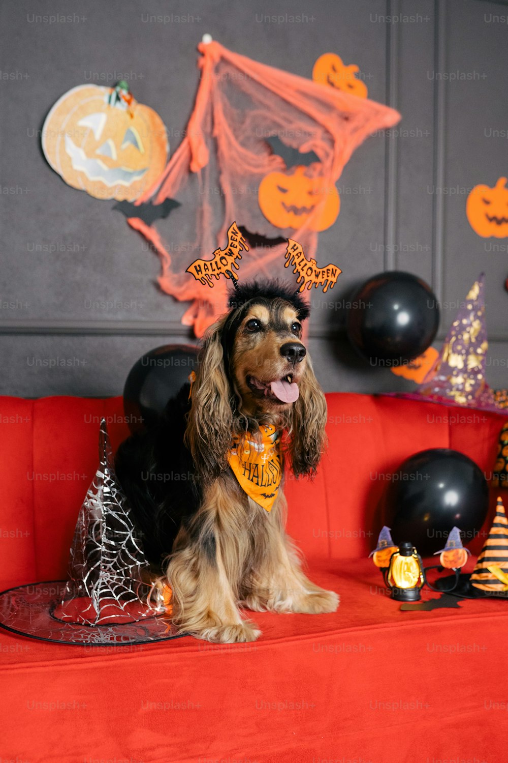 a dog sitting on a red couch in front of halloween decorations