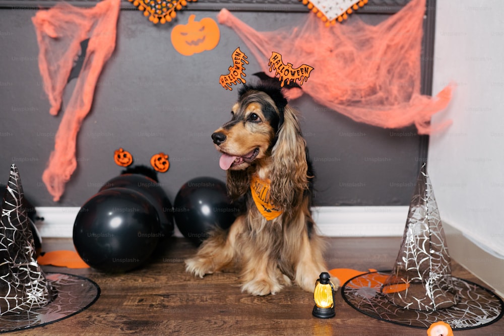 Un cane seduto sul pavimento davanti alle decorazioni di Halloween