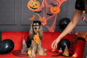 a dog is sitting on a red couch