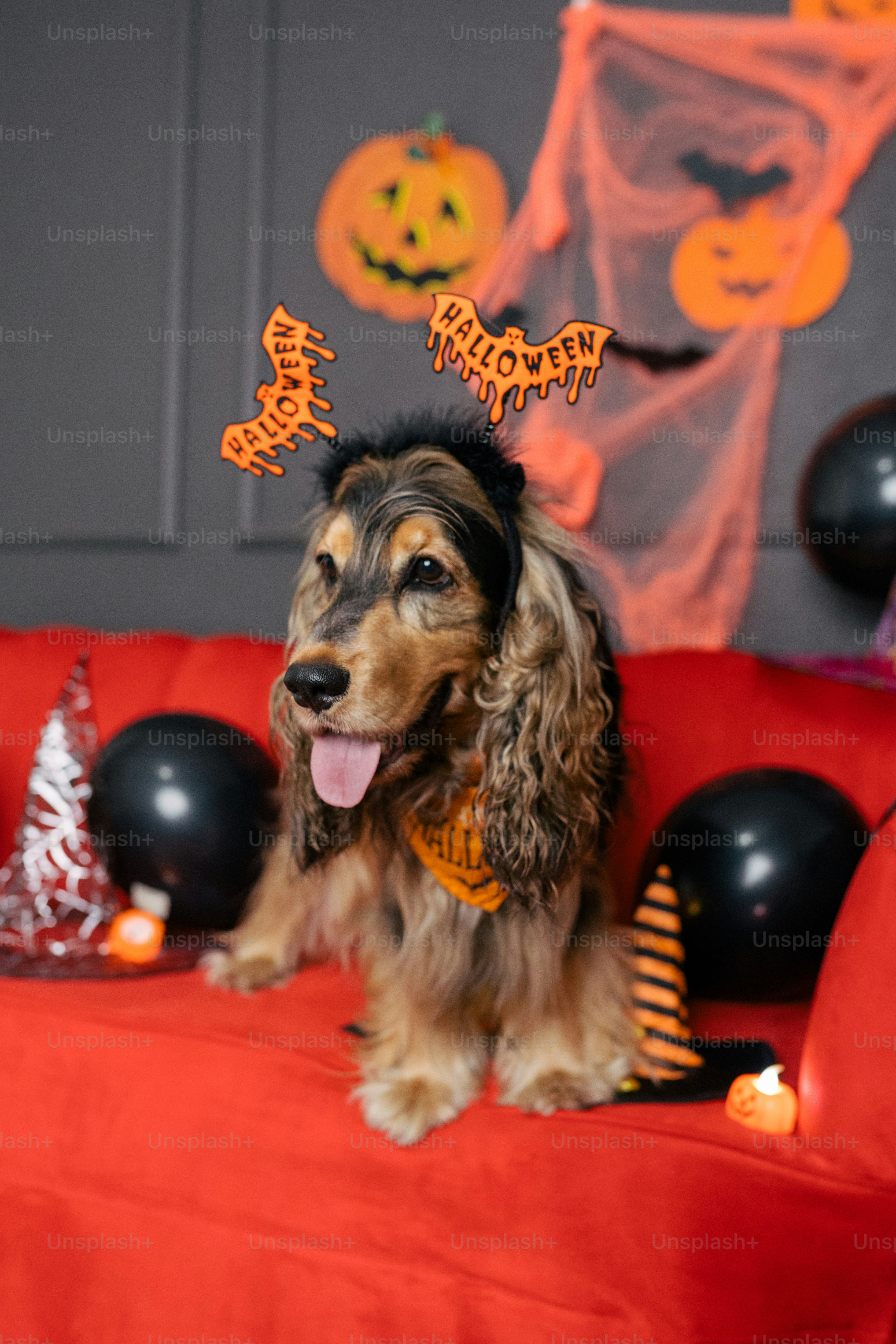 A dog sitting on top of a red couch photo – Halloween dog Image on Unsplash