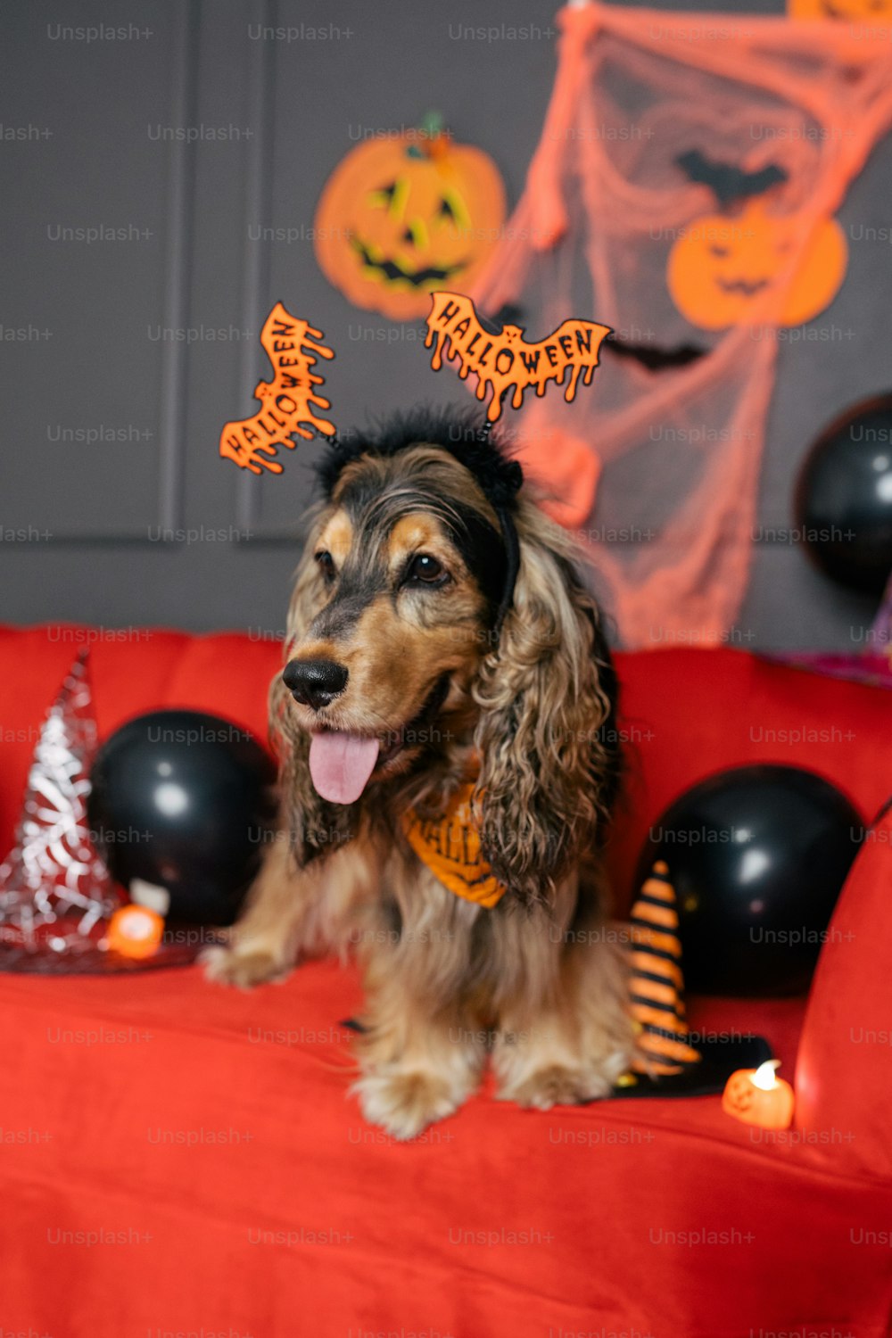 a dog sitting on top of a red couch