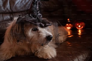 a dog wearing a witches hat on top of it's head
