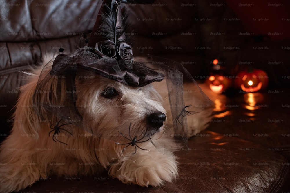 a dog wearing a witches hat on top of it's head