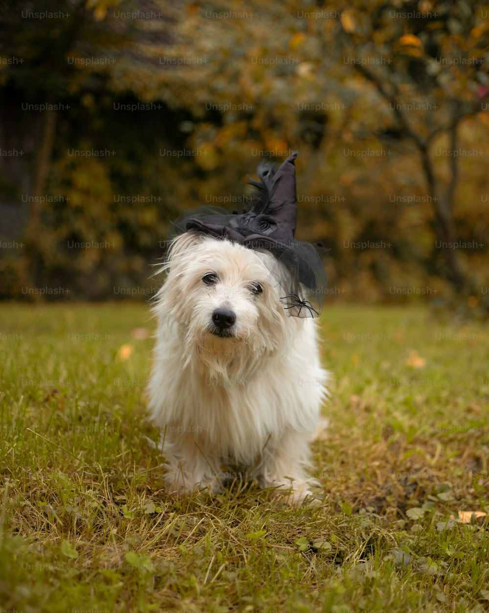 a small white dog wearing a black hat