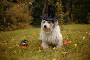 Un chien blanc portant un chapeau noir dans un champ