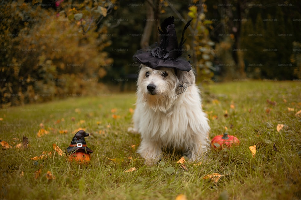a white dog wearing a black hat in a field