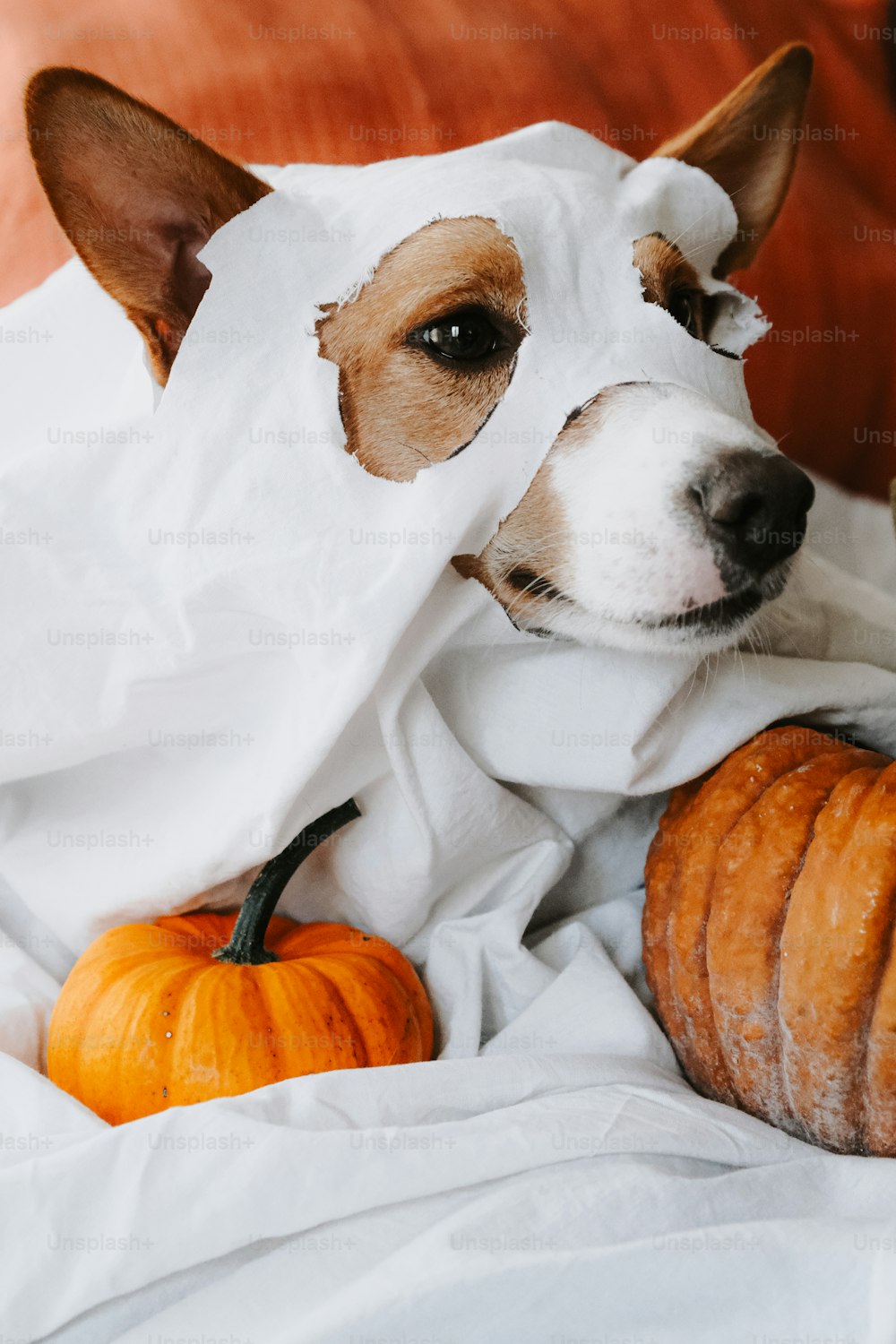 a dog with a paper bag on its head