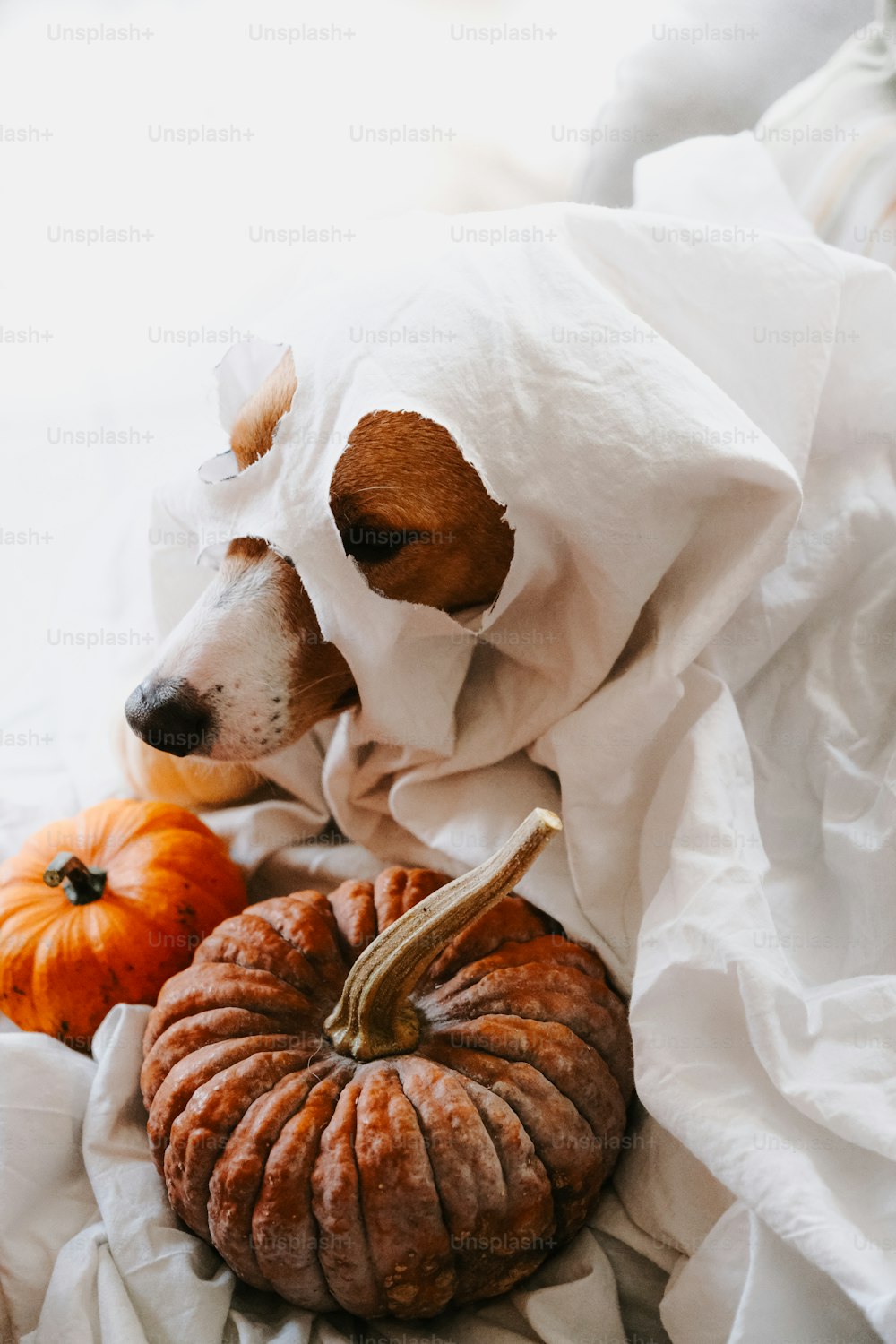 a dog wrapped in a blanket next to a pumpkin