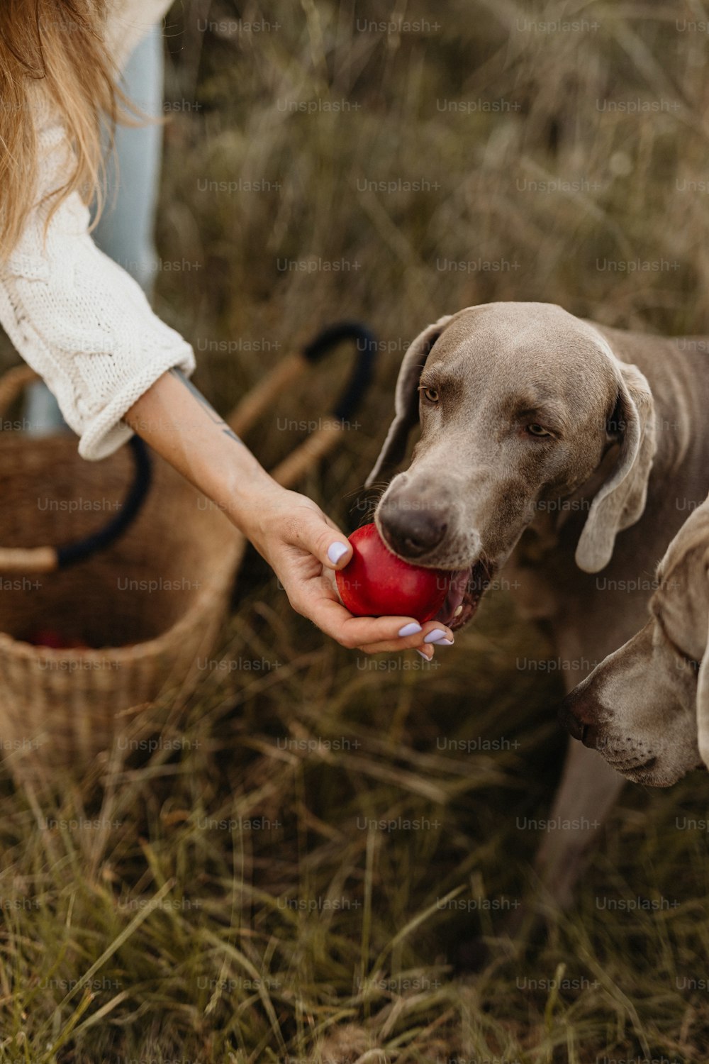 Una mujer alimentando a un perro con una manzana roja