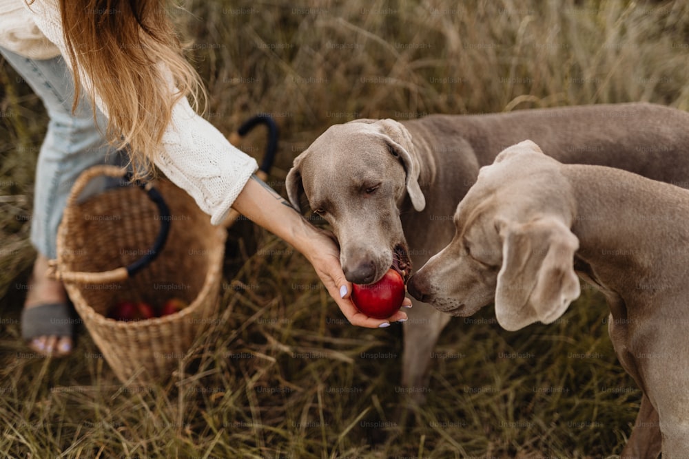 a woman holding an apple in her hand while two dogs look on