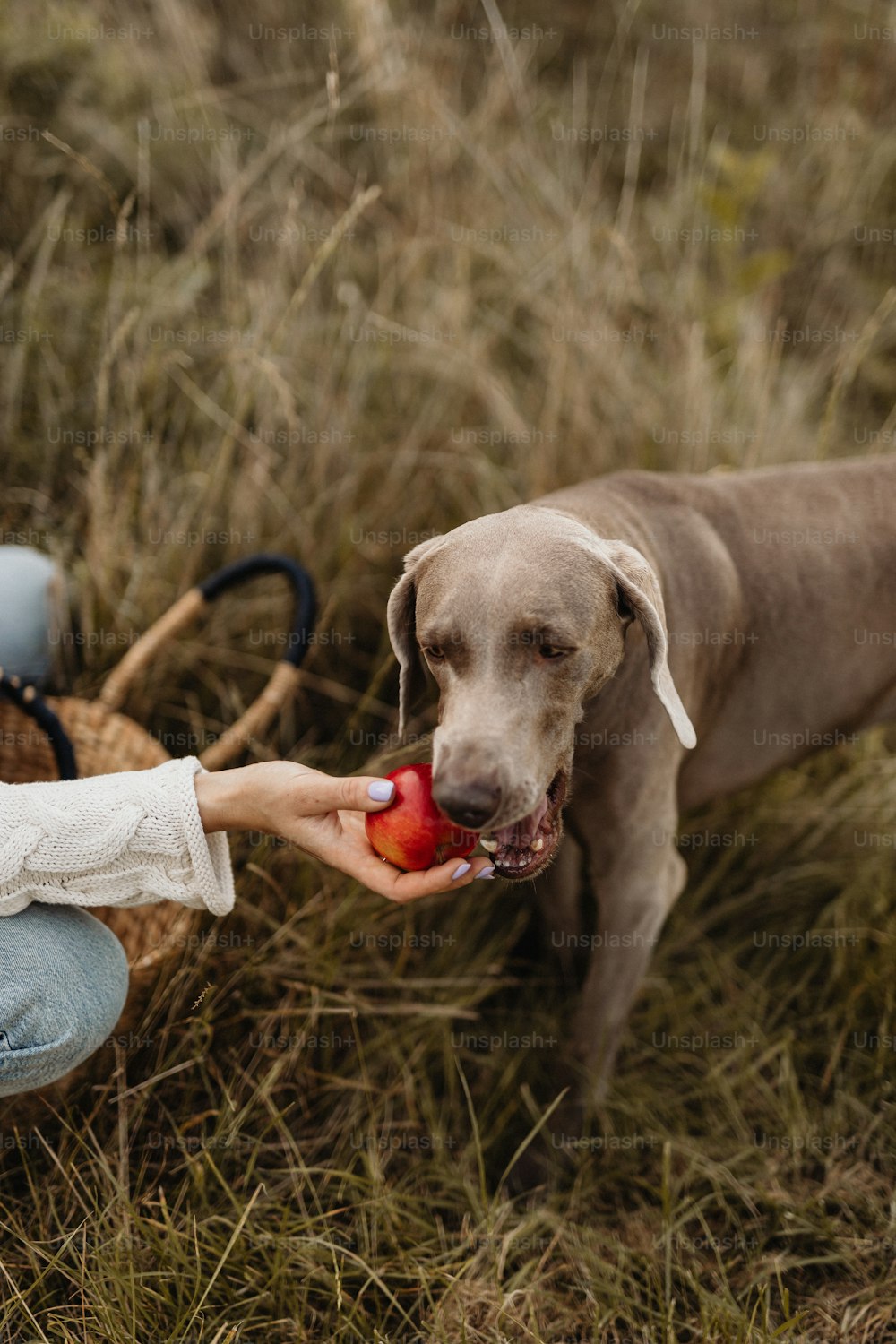 a person feeding a dog an apple in a field