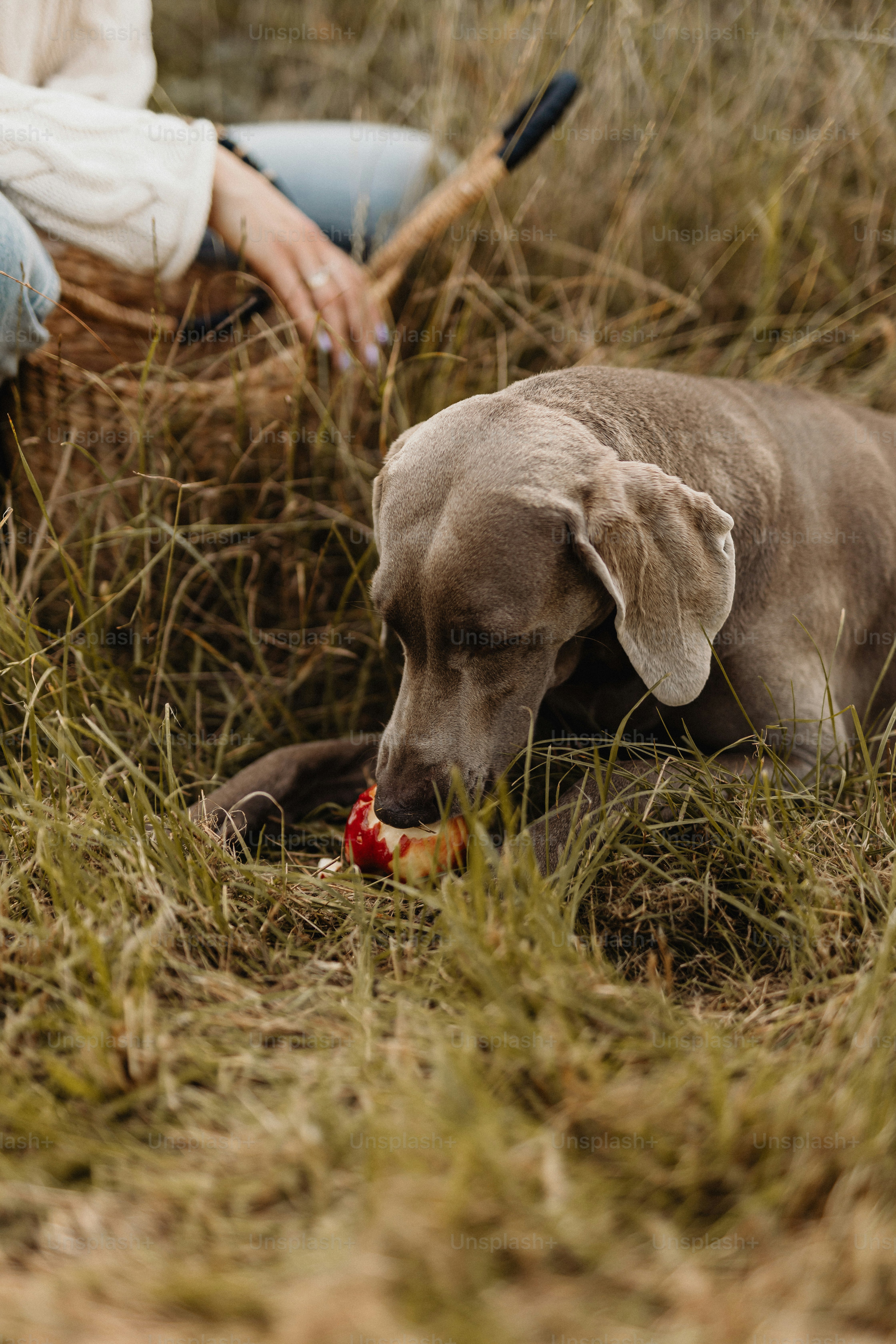 Choose from a curated selection of apple photos. Always free on Unsplash.