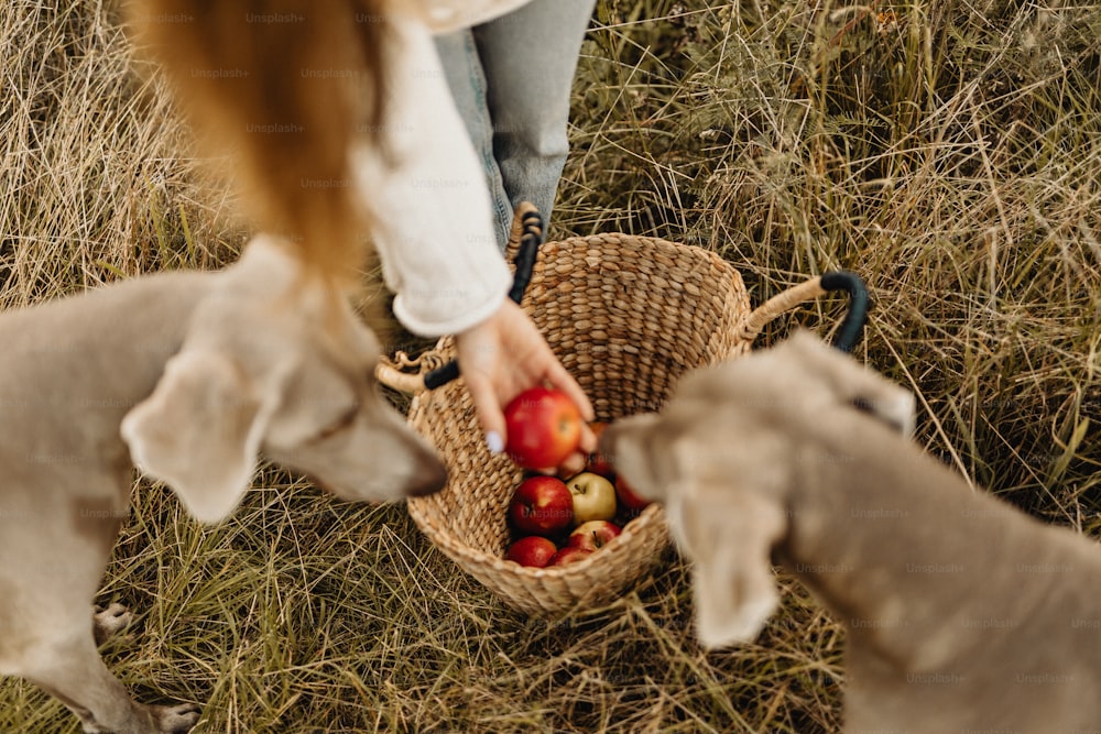 a woman is picking apples from a basket