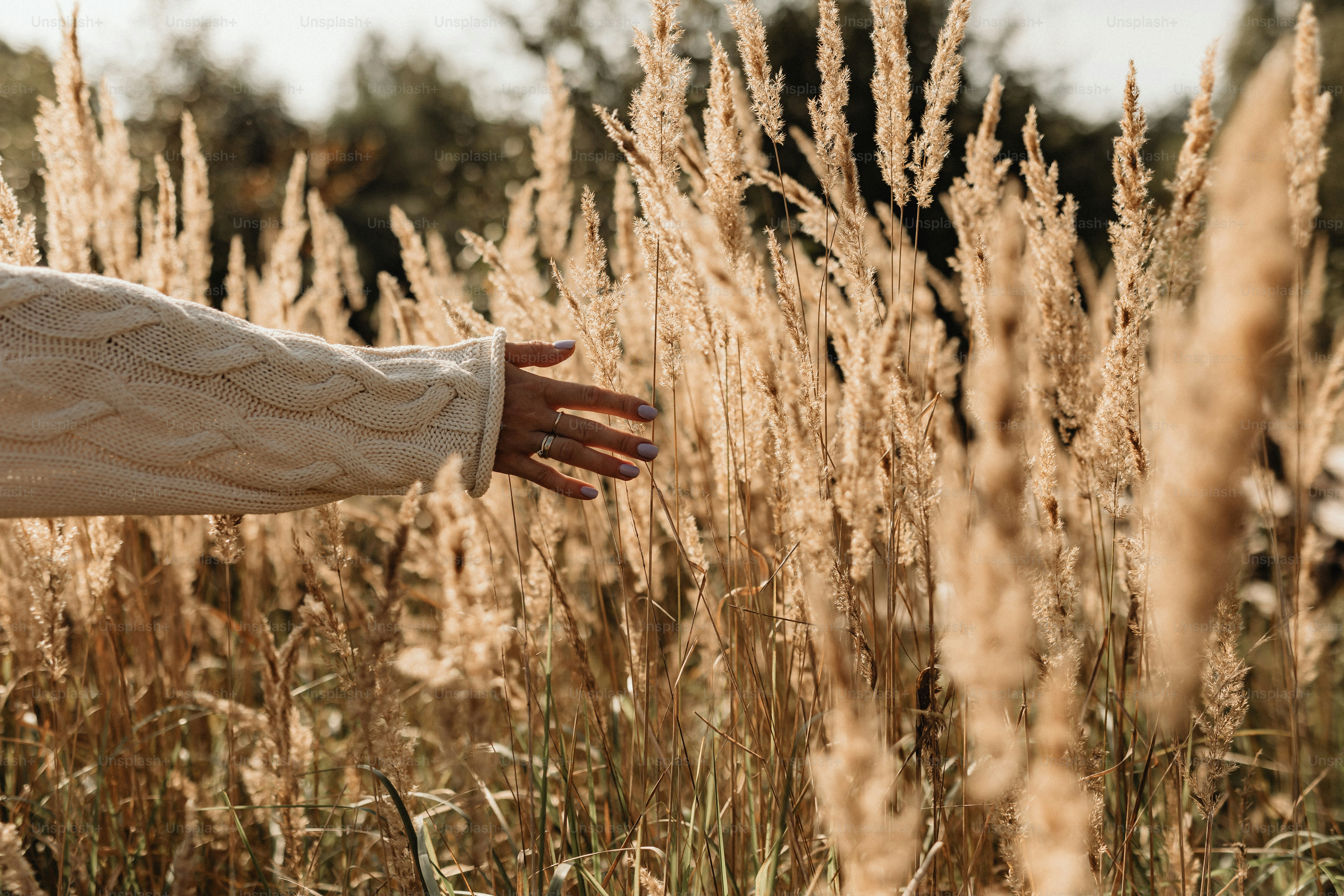 Una mano di donna che raggiunge un frisbee in un campo di alti