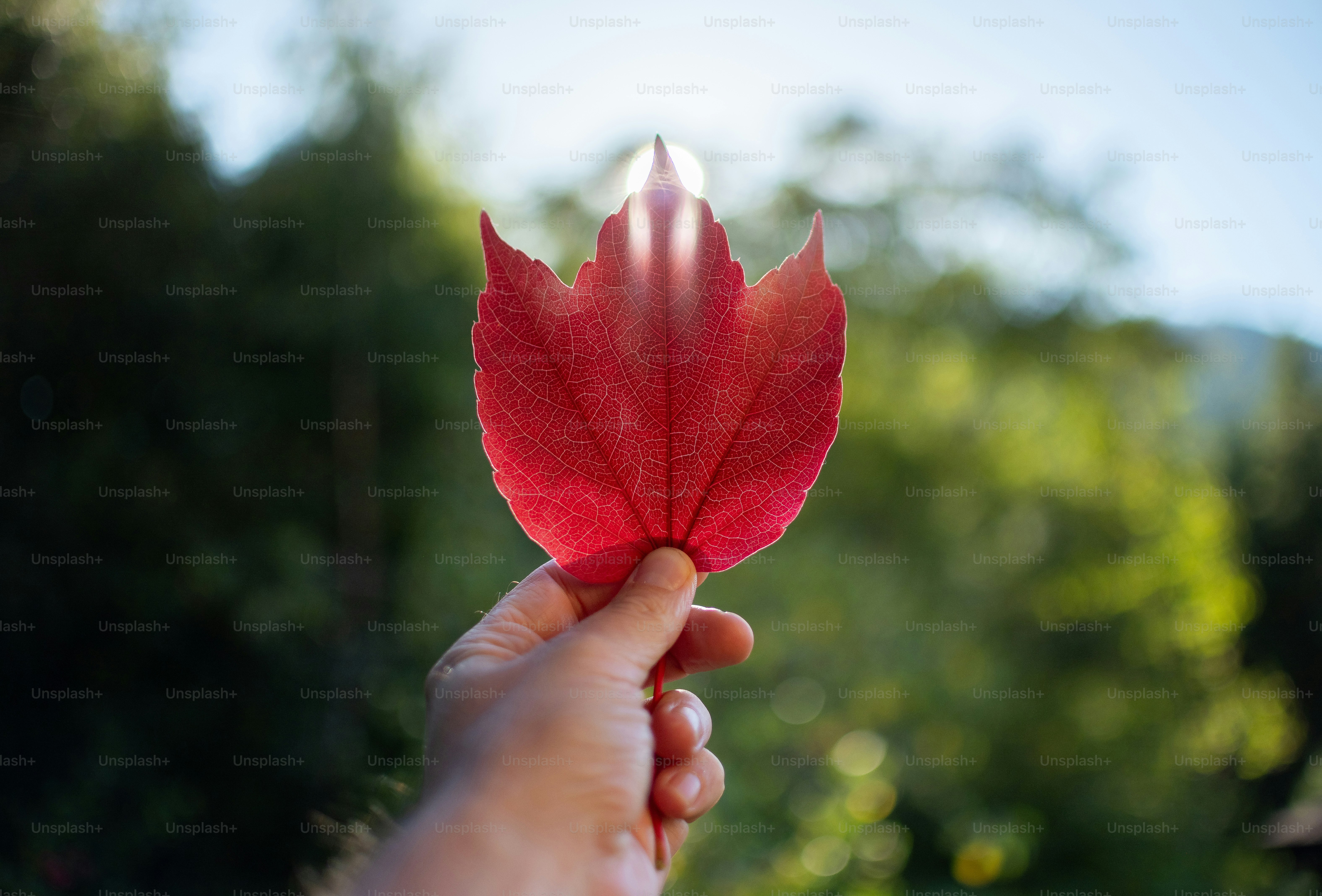 una persona sosteniendo una hoja roja en la mano