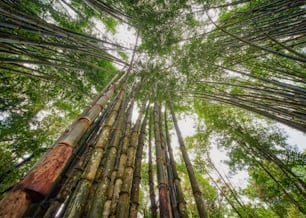 a group of tall bamboo trees in a forest