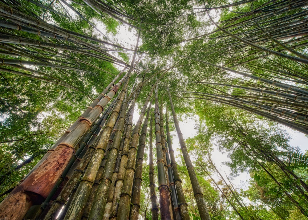 Un groupe de grands bambous dans une forêt