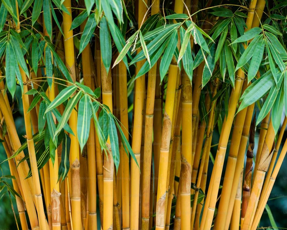 um close up de um monte de plantas de bambu