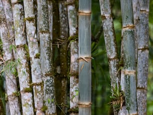 um grupo de bambus com musgo crescendo sobre eles