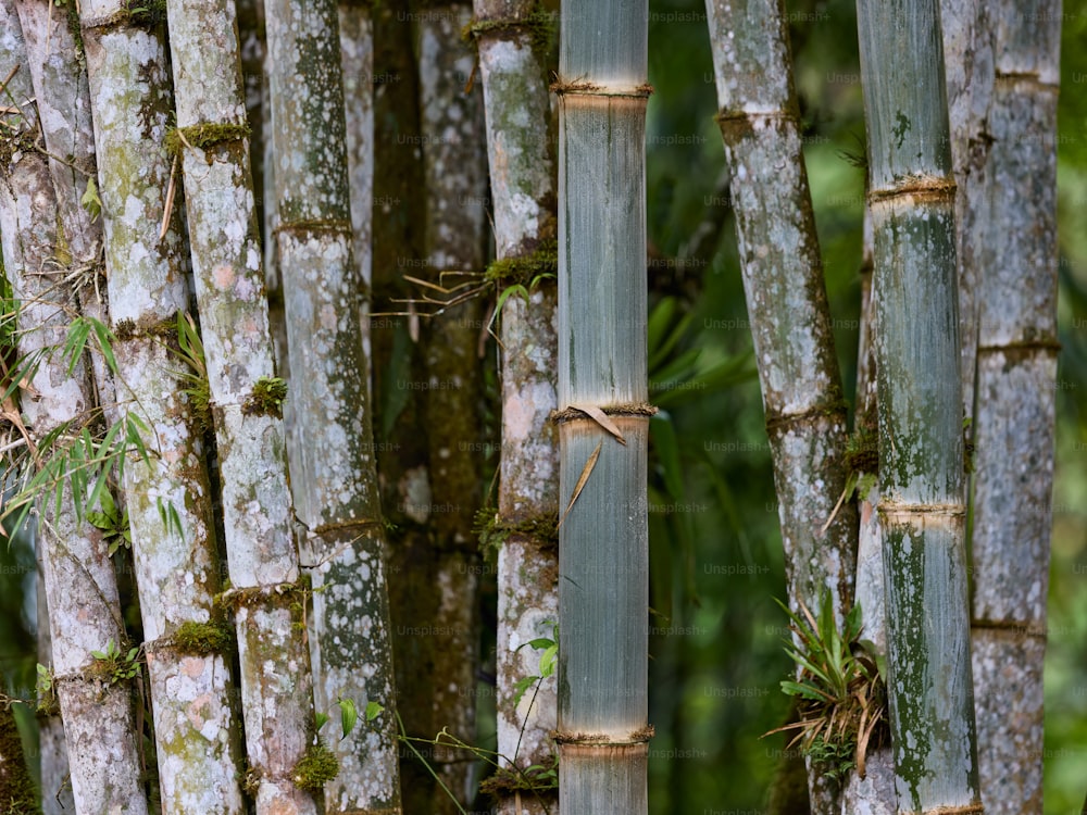 a group of bamboo trees with moss growing on them