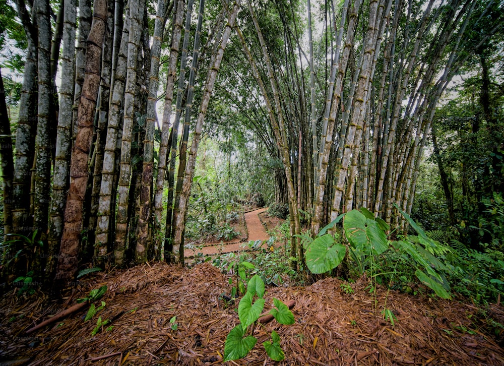 um caminho no meio de uma floresta com muitas árvores