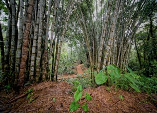 Ein Weg mitten in einem Wald mit vielen Bäumen