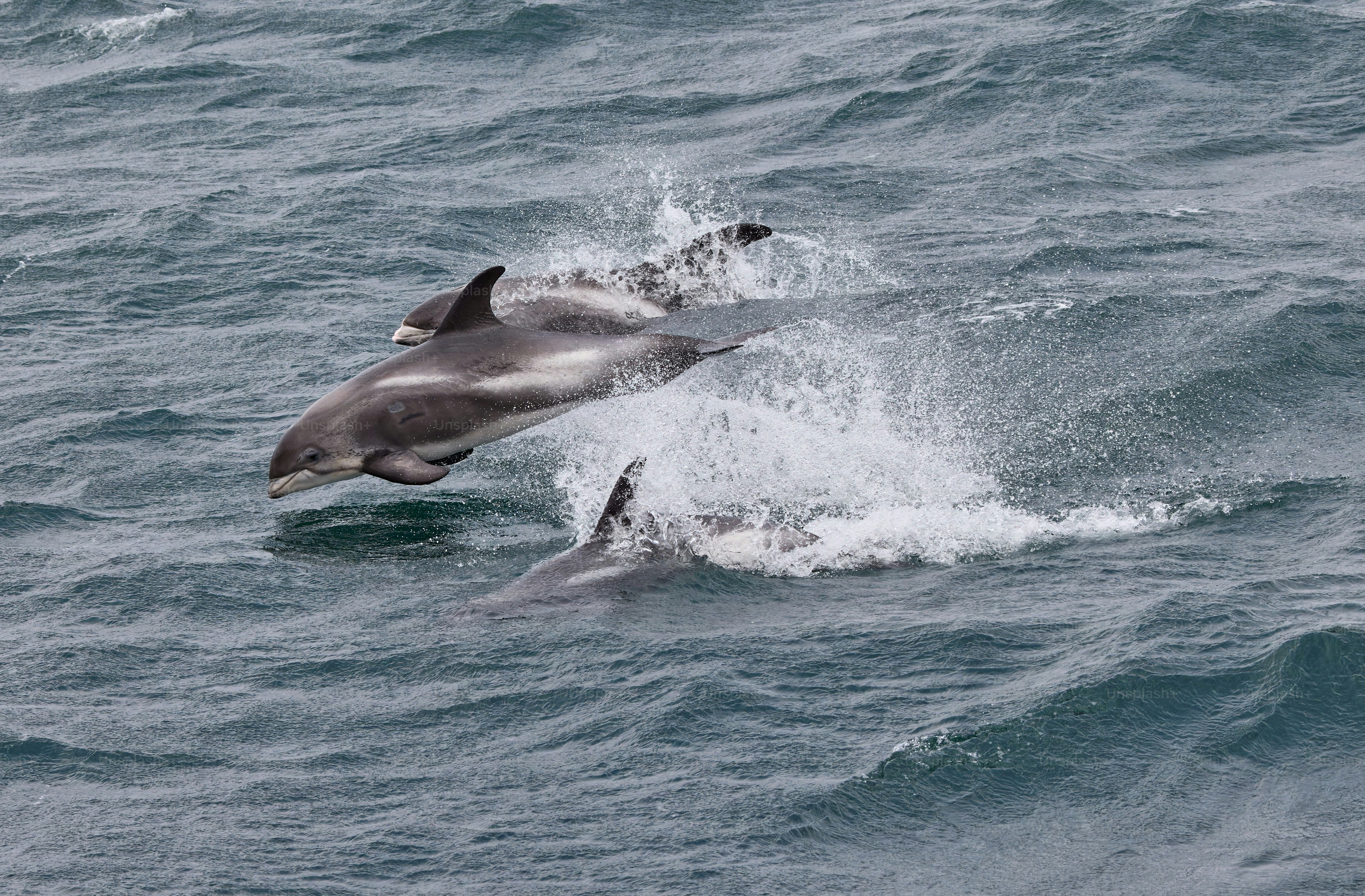 Un couple de dauphins est dans l'eau photo – Image de Mer sur Unsplash, image size:3000x1970