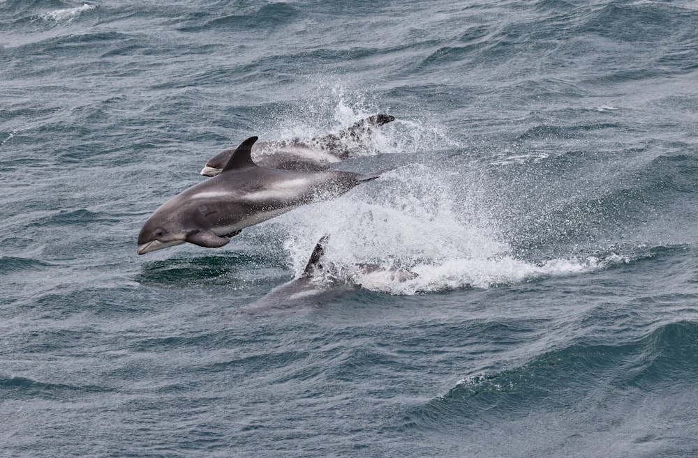 um casal de golfinhos estão na água