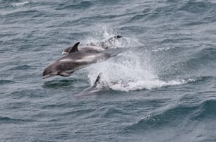 un paio di delfini sono in acqua