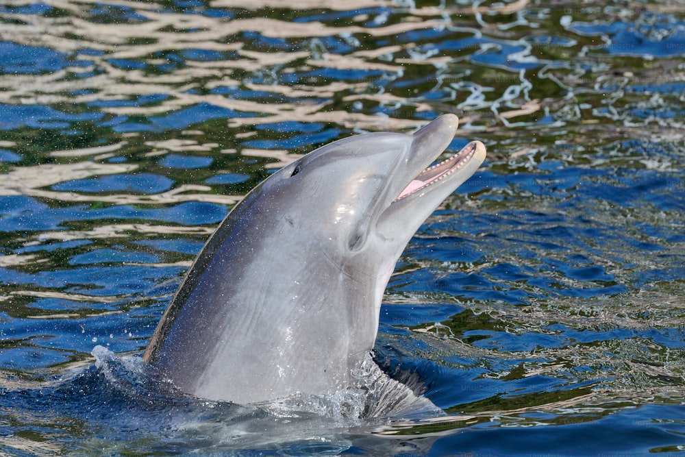 Un delfino che nuota nell'acqua con la bocca aperta