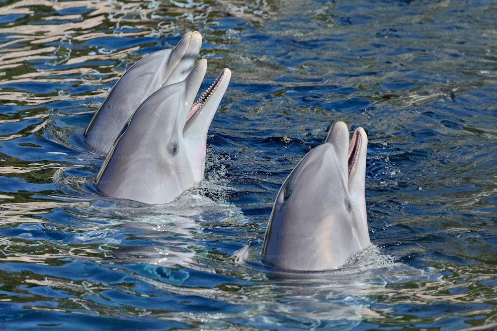 three dolphins are swimming in the water together