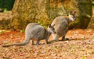 a couple of kangaroos standing next to a tree