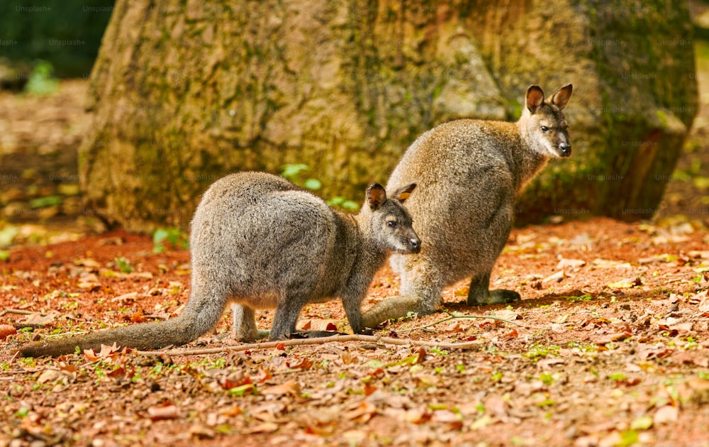a couple of kangaroos standing next to a tree