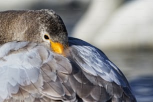 um close up de um pássaro com um bico amarelo